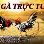 Đá Gà Trực Tiếp - Nơi Diễn Ra Các Cuộc Chiến Nảy Lửa